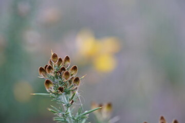 Wildflowers blurred background