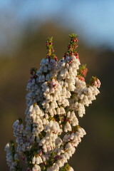 flowers in the garden