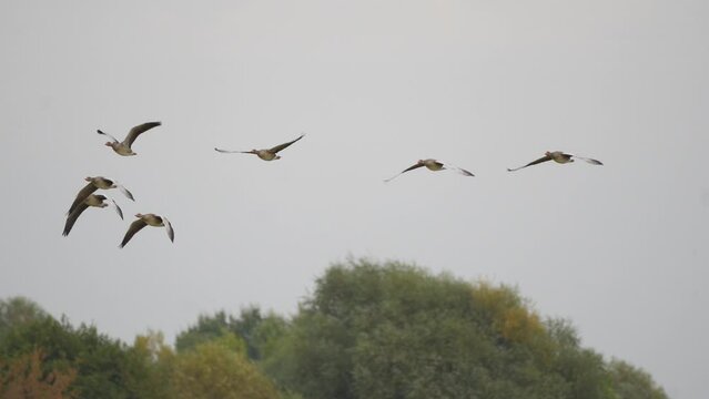 geese fly over the trees