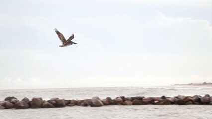 Fototapeta na wymiar Pelican Flying Over Rocky Coastline along Florida Shore
