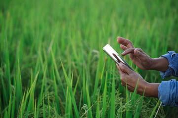 closeup using tablet at the green rice field. Use technology in the farm concept