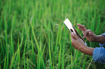 closeup using tablet at the green rice field. Use technology in the farm concept