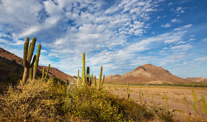Cactus in Mexico