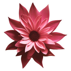 Fototapeta premium Isolated magenta pink flower head with wide open petals on a transparent background. Vibrant floral aesthetic.