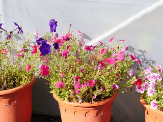 Petunia flowers grown in pots, allotment flower garden, September 2023