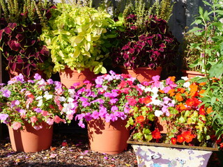Fototapeta na wymiar Petunia flowers grown in pots, allotment flower garden, September 2023