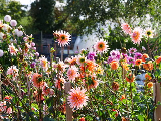 Dahlias flowers, flower garden, september, october 2023, autumn flower garden, suffolk, uk