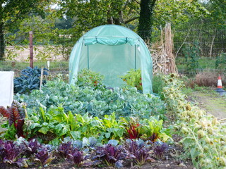 Polytunnel and vegetables, allotment garden, suffolk, uk, october 2023