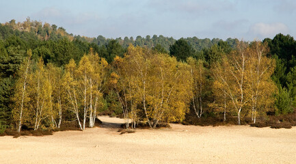 Betula verrucosa, Bouleau verruqueux, Forêt des 3 Pignons, Massif de Fontainebleu, 77, Seine et Marne, France