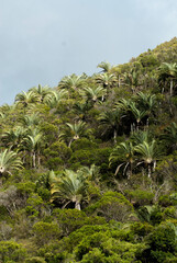 Palmier de Fort Dauphin, Neodypsis decaryl, Madagascar