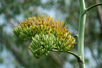 Sisal, Agave sisalana, Madagascar