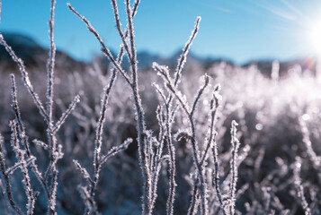 Frozen meadow
