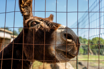 close-up of a donkey's snout behind a net looking with a funny expression toward the camera with a suspicious eye