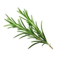 Fototapeta premium Fresh Green Rosemary Sprig