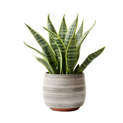 snake plant in pot isolated on transparent background