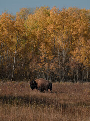 bison in national park elk island