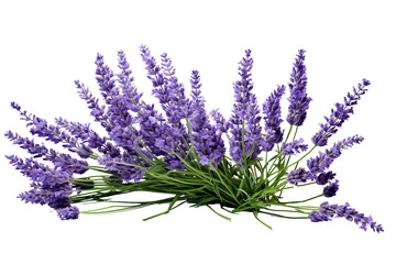 Lavender flowers isolated on white background PNG