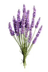 Fototapeta premium Lavender flowers isolated on white background PNG