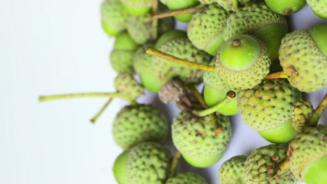 green acorns, rotation in circle. acorns Turning. selective focus. flowering season. Vertical video