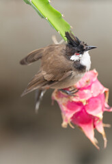 a red-whiskered bulbul on a dragon fruit