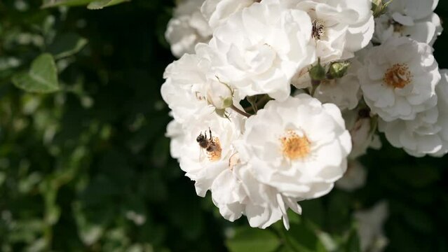 Bee collects nectar on a white rose flower and a sunny summer day slowmo 4k footage