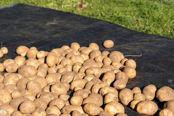 Fototapeta na wymiar Freshly dug potatoes in the garden, close-up photo.