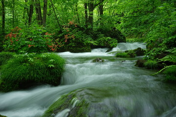 Forest, Aomori-ken, Japan