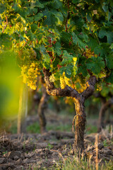 Grappe de raisin et vigne au soleil dans les vignoble de France.