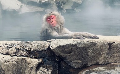 Snow Monkey in hot spring, Japan, Nagano - obrazy, fototapety, plakaty