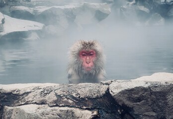 Snow Monkey in Japan, Nagano