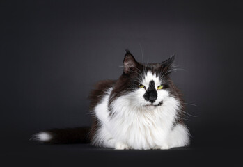 Norwegian Forestcat on black backgroundMajestic black and white Norwegian Forestcat with funny...