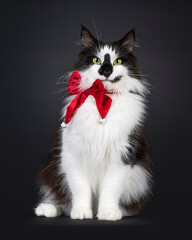 Majestic black and white Norwegian Forestcat with funny smirk face markings, sitting up facing...