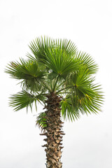 A Standalone Green Palm with Distinct Trunk and Foliage