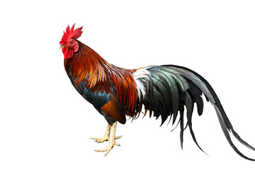 The fighting cock is beautiful pet animal on white background have path