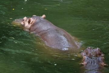 Close up head The Big hippopotamus is float in river