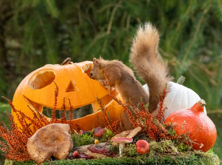 Adorable little scottish red squirrel at Halloween in October with pumpkins in the woodland