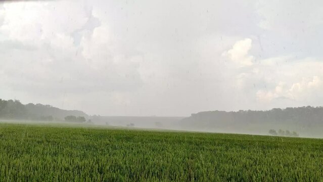 Pouring rain on green wheat field landscape with scenic clouds. Young spring barley ears growing. Agriculture in Ukraine