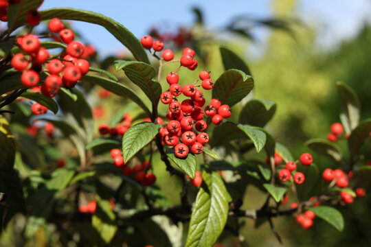 Cotoneaster frigidus, the tree cotoneaster in the autumn garden