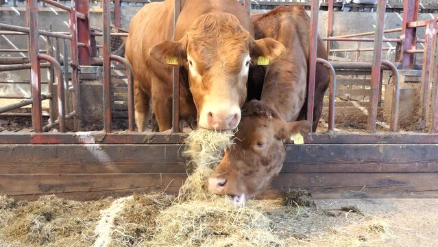 A Bull eating silage grass feed through a gate in a shed at a farm in UK
