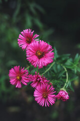 a close up of bright pink aster flowers with a heart shaped middle in the summer garden 