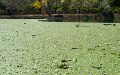 Tropical Pistia in a lake completely overgrown with duckweed and Wolffia in Odessa