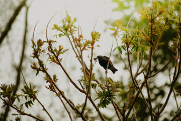 Bird in nature