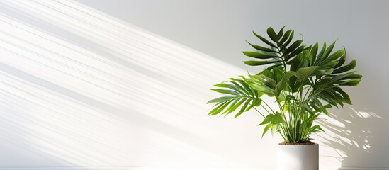 Plant in bright room With copyspace for text