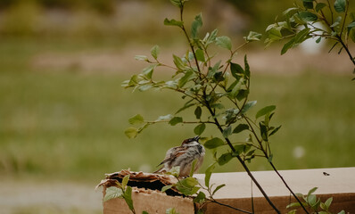 Bird in nature