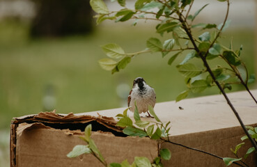 Bird in nature