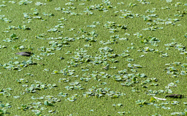 Tropical Pistia in a lake completely overgrown with duckweed and Wolffia in Odessa