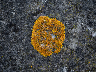 Lichen on Wall