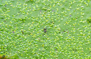 A spider runs on duckweed in a lake overgrown with aquatic plants Piscia and Wolfia