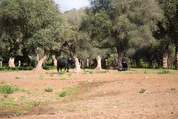group of black bulls in the countryside of spain. The bull is art and tradition.