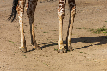Close-up of a giraffe's legs. Four legs and hooves are visible.